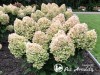 Hortenzija šluotelinė ,Living Summer Snow' (lot. Hydrangea paniculata)